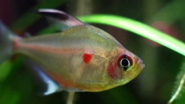 Barcelos, Rio Negro dan vahşi tatlı su balığı biyotop aqua doğal davranış göstermek kalp tetra, kanama Hyphessobrycon socolofi