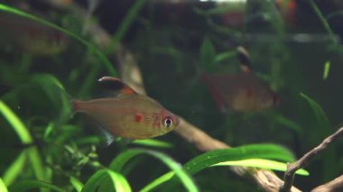 Barcelos, Rio Negro dan vahşi tatlı su balığı doğal davranış biyotop akvaryum göstermek kalp tetra, kanama Hyphessobrycon socolofi