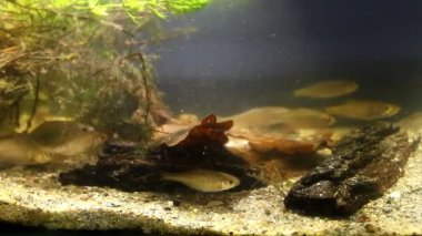 Balık Rhodeus amarus, Avrupa balık ve Leucaspius delineatus süs balıkları içinde tatlı su Nehri biyotop akvaryum, hızlı geçerli, biyotik video görüntüleri