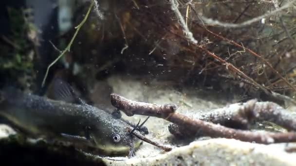 Канальний Сом, Ictalurus змія поцяткована, небезпечні інвазивні прісноводних хижака у європейських біотопів акваріумних риб на Піщане дно, біотичних відеоматеріали — стокове відео