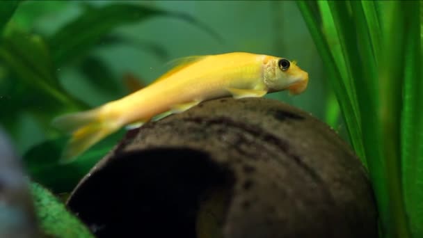 Gyrinocheilus orange, prewater cypriniform fish, golden dominant female rest on coconut shell — стоковое видео