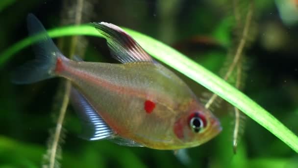 Hyphessobrycon socolofi, bleeding heart tetra, wild freshwater fish from Barcelos, Rio Negro show natural behavior in biotope aqua — Stock Video