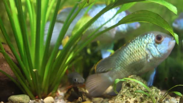 Epalzeorhynchos frenatus, labeo verde, peixes limpos de água doce, natação no aquário da natureza, imagens subaquáticas — Vídeo de Stock