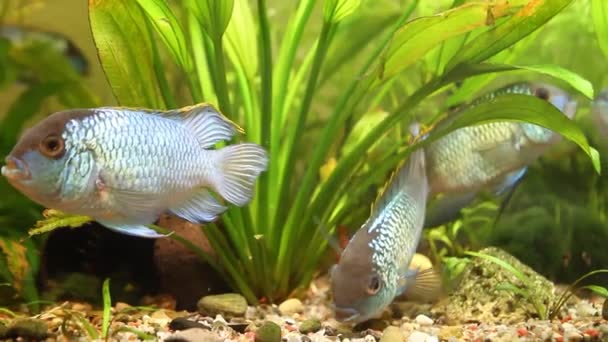 Nannacara anomala neon blue, freshwater cichlid fish male in spectacular spawning colors courtships a female, natural aqua video footage — Stock Video