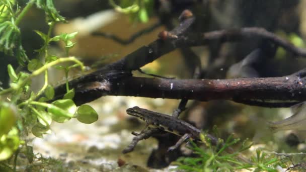 Κοινή σαλαμάνδρα ή ομαλή newt, Lissotriton vulgaris, αρσενικό αμφίβιο γλυκού νερού στην εκτροφή νερό μορφή ανάπαυσης σε ένα κλαδί, ενυδρείο βιότοπο, closeup φύση βίντεο — Αρχείο Βίντεο