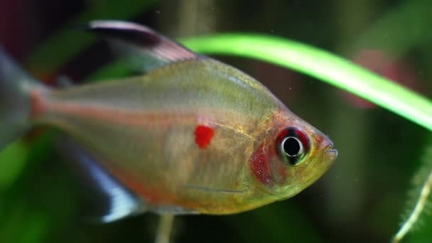 Hyphessobrycon socolofi, sangrante tetra del corazón, peces salvajes de agua dulce de Barcelos, Río Negro muestran un comportamiento natural en el biotopo aqua — Vídeos de Stock