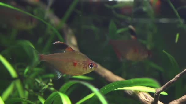 Hyphessobrycon socolofi, krwawienie serca tetra, dzikie ryby słodkowodne z Barcelos, Rio Negro Pokaż naturalne zachowanie w akwarium biotopu — Wideo stockowe