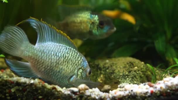 Nannacara anomala neon blue, freshwater cichlid fish pair in spectacular spawning colors guard their eggs on stone, natural aquarium video footage — Stock Video