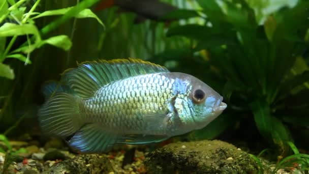 Nannacara anomala neon blue, freshwater cichlid fish pair in spectacular spawning colors guard their eggs, deposited on stone, natural aquarium video footage — Stock Video
