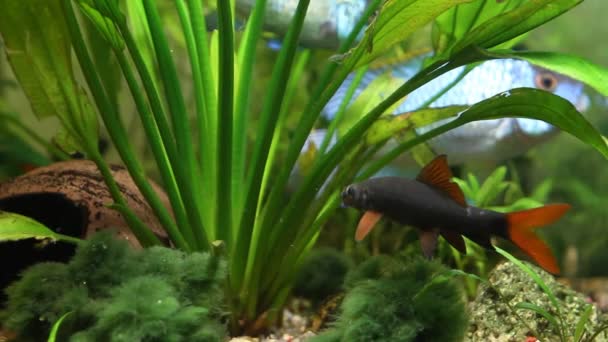 Epalzeorhynchos frenatus, labo vert, poissons d'eau douce, baignade dans l'aquarium naturel, images sous-marines — Video