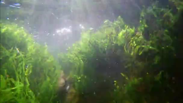 Black sea underwater footage, snorkeling in littoral zone, waves move rich algae growing on stones with sun flares — Stock Video