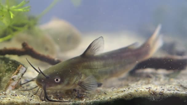 Pez gato del canal, Ictalurus punctatus, peligroso depredador invasor de agua dulce en el acuario europeo de peces biotopo en el fondo de la arena, material de video biótico — Vídeos de Stock