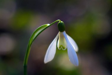 Galanthus nivalis veya parlak erken bahar gününde ortak kardelen çiçek, koyu arka plan makro fotoğraf bulanık