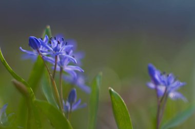 squill Scilla bifolia L bir çayır, Marh gün, sığ dof arka plan yakın çekim fotoğraf mavi ihale çiçekler