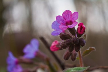Bahar çiçeği ve tomurcukları lekesiz lungwort renkli çiçek, Pulmonaria obscura, orman, arka plan doku makro fotoğraf