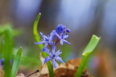 Mavi ihale squill çiçekler ve tomurcukları, Bahar güneşi, doğa uyanış, arka plan makro fotoğraf parlak ışınları Scilla bifolia