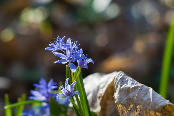 Blå Anbud Blommor Blåstjärna Scilla Bifolia Ljusa Bakgrundsbelysning Vårsolen Skog — Stockfoto