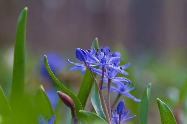 Blossom Och Knoppar Blommor Blå Anbud Blåstjärna Scilla Bifolia Spring — Stockfoto