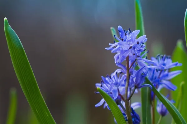 Květy Poupata Modré Zadávací Squill Květin Scilla Bifolia Jaro Lese — Stock fotografie
