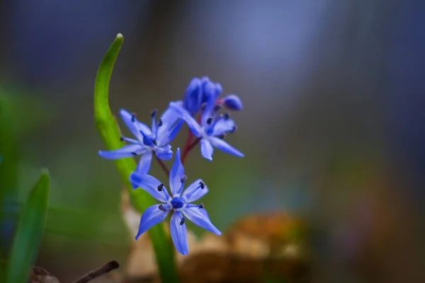 Squill Bahar Güneşin Parlak Işınları Scilla Bifolia Mavi Ihale Çiçekler — Stok fotoğraf