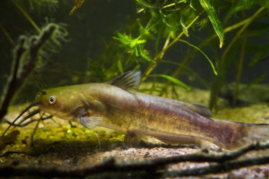 av biyotop akvaryum için invaziv tatlı su yırtıcı balık kanal yayın balığı, Ictalurus yılan, arama