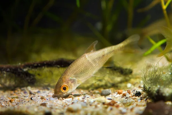 Kleiner Gemäßigter Süßwasserfisch Sonnenblass Leucaspius Delineatus Sucht Futter Auf Sandboden — Stockfoto