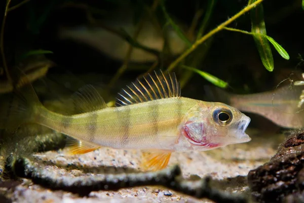European Perch Coldwater Predator Fish Perca Fluviatilis Open Mouth Moderate — Stock Photo, Image