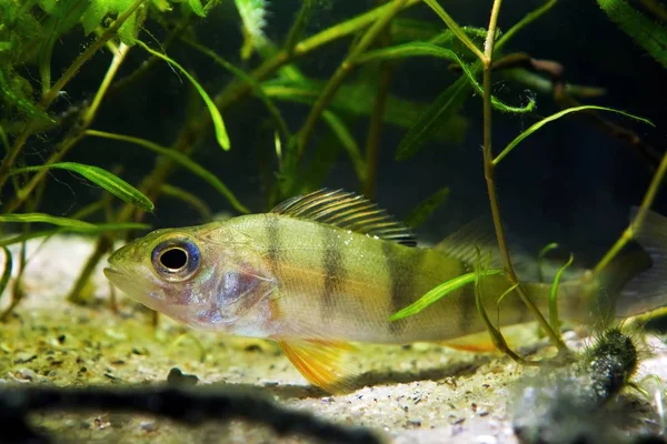 European perch, coldwater predator fish, Perca fluviatilis, hiding in plants in moderate river biotope aquarium, nature photo