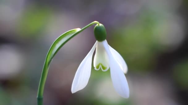 Tierna flor blanca de flor común de la gota de nieve, Galanthus nivalis, disfruta de un día cálido y soleado de primavera, meciéndose en el viento, fondo borroso — Vídeo de stock