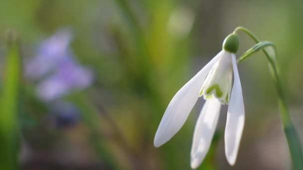 Tendre fleur blanche de fleur commune de chute de neige, Galanthus nivalis, symbole du printemps, jouit d'une journée chaude et ensoleillée, berçant dans le vent, fond flou — Video