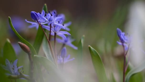 Tender blue squill flowers, Scilla bifolia, on a beautiful spring day, vulnerable nature awaken, extreme blur background video — Stock Video