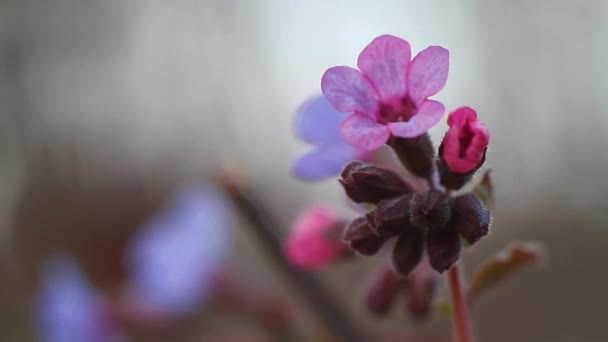 ピンク色の花のマクロ映像と気づかれていないベンケイソウ、柔らかい風に影春の日、森の中を揺動 Pulmonaria オブスクラの芽ぼやけて背景 — ストック動画