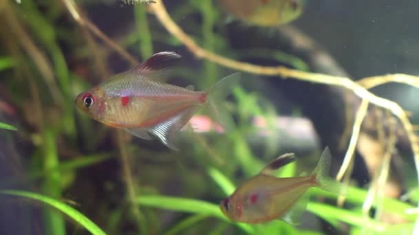 Tetra corazón sangrante, Hyphessobrycon socolofi, peces salvajes de agua dulce de Barcelos, Río Negro muestran comportamiento natural en imágenes de biotopo acuario — Vídeo de stock