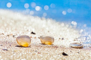 güneşli bir yaz sabahı arka ışık, parlak bokeh üzerinde derin mavi berrak gökyüzünde Karadeniz sahilinin bir kum kıyısında boş parlayan deniz kabukları