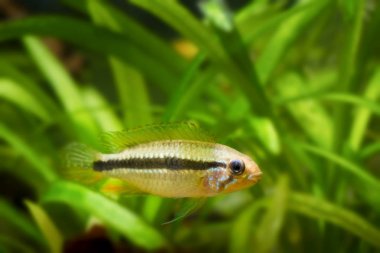 Apistogramma mendezi, A220, tatlı su çiklit balık, Barcelos vahşi genç kadın, Rio Negro doğal biyotop akvaryum