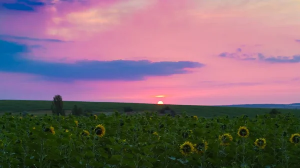 sunflowers turn their yellow flowers to the dawn, sun apper in the horizon, early summer morning in a farm field, clouds in dark pink sky, free space background