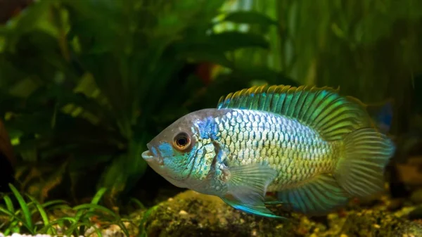 淡水壮观的奇利德南纳卡拉阿诺马拉霓虹灯蓝色雄性在产卵着色守护鸡蛋 侧视图 — 图库照片