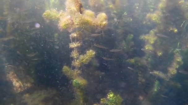 Cardumen de pequeños peces soleado en el lago de agua dulce poco profunda con agua clara y exuberante vegetación, un montón de plantas y algas en un día soleado de verano, imágenes de vídeo bajo el agua — Vídeo de stock