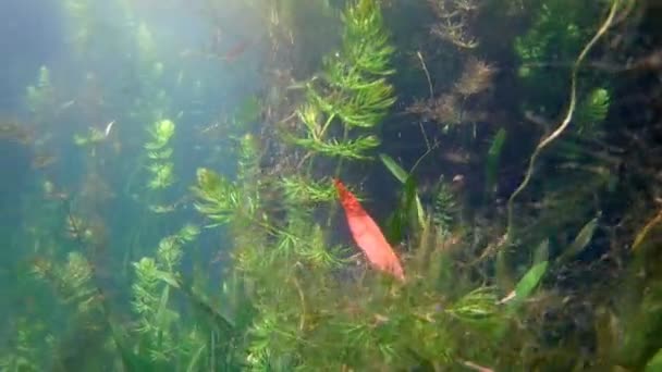 Мелководное пресноводное озеро с чистой водой и пышной растительностью, маленькая рыбка, много растений и водорослей в солнечный летний день, подводные видеокадры — стоковое видео