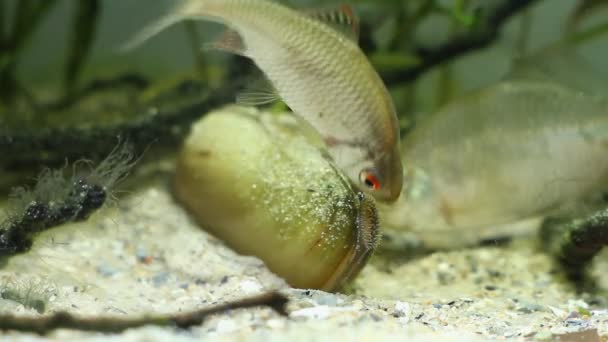 Európai keserű, széles körben elterjedt vadon élő édesvízi halak szaporodási az Unio pictorum kéthéjú puhatestű a tipikus Coldwater folyó biotóp akvárium, víz alatti felvételeket — Stock videók