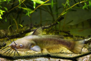 Kanal yayın balığı, Ictalurus punctatus, Avrupa biyotop balık akvaryumu tehlikeli istilacı tatlı su yırtıcı dikkatle izlemek