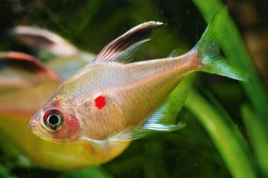 Kanayan kalp tetra, Hyphessobrycon socolofi, Barcelos popüler süs tatlı su balığı, Rio Negro, doğal biyotop akvaryum, doğa fotoğraf