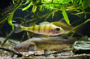 Kanal yayın balığı, Ictalurus punctatus ve Avrupa levrek, Perca fluviatilis, Avrupa soğuk su nehir biyotop balık akvaryumtehlikeli tatlı su yırtıcı