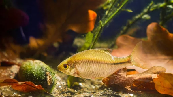 Rhodeus Amarus Evropská Hořkost Široce Rozptýlených Divokých Sladkovodních Ryb Unio — Stock fotografie