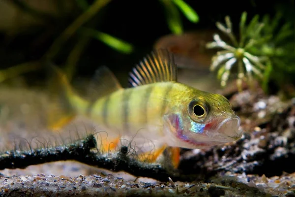 European Perch Opens Wide Its Mouth Nature Coldwater River Biotope — Stock Photo, Image