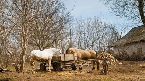 Paarden Staan Eten Uit Een Kar Houten Dray Een Achtertuin — Stockfoto