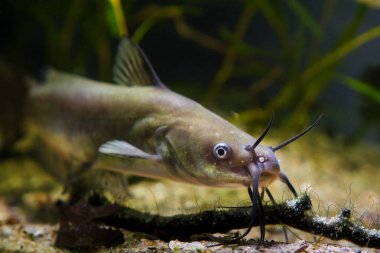 Kanal yayın balığı, Ictalurus punctatus, tehlikeli tatlı su yırtıcı Avrupa soğuk su nehir biyotop balık akvaryumkamera yüzleri
