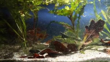 Kanal yayın balığı, Ictalurus punctatus, Avrupa biyotop balık akvaryumu tehlikeli istilacı tatlı su yırtıcı, biyotik video görüntüleri