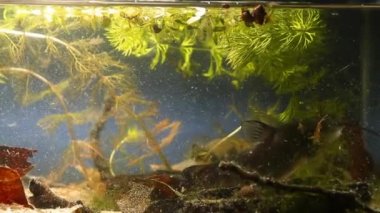 kanal yayın balığı, Ictalurus punctatus biyotop balık akvaryumu yüzer ve zengin bitki örtüsü arasında bir karmaşa yapar, biyotik video görüntüleri