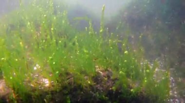 Karadeniz sualtı görüntüleri, littoral bölgesinde dalış, Odesa yaz